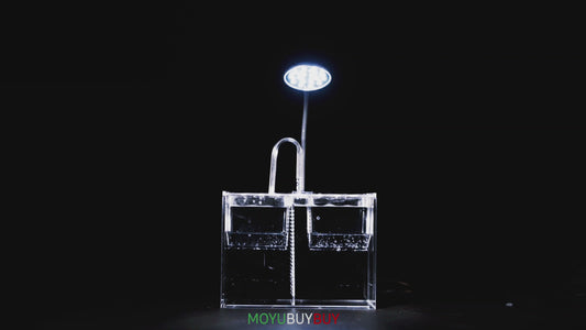 MOYUBUYBUY ACQUARIO DA TAVOLO 01