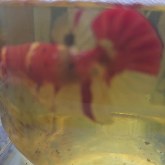 NEMO CANDY HMPK/尼莫糖果将军251214