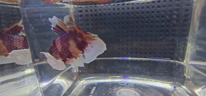 SUPER DUMBO PK 0610