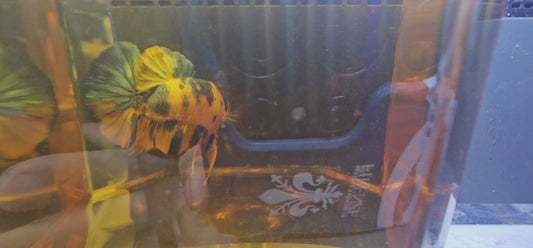 YELLOW CANDY (L+) 0522