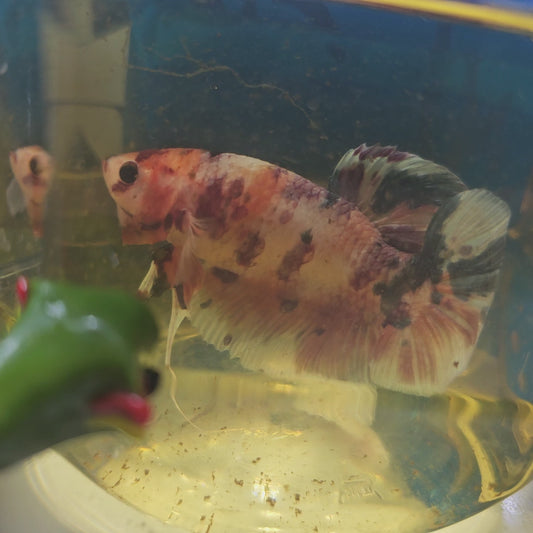 CANDY GIANT 7+/8CM 糖果巨斗将军251229