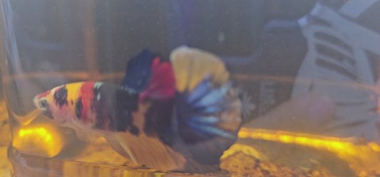 NEMO CANDY 0527