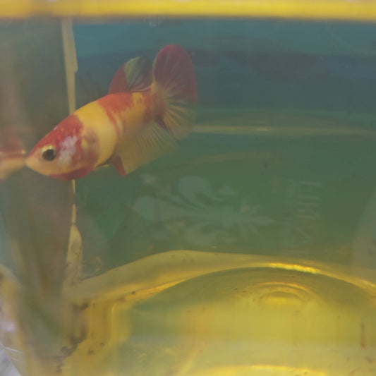 FULL COLOR “TOMATO AND EGG”CANDY（BREEDING GRADE

）/种母番茄鸡蛋251187