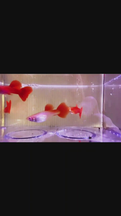 FULL RED ALBINO GUPPY (BIG DORSAL FIN)/粗体大背全红白子孔雀