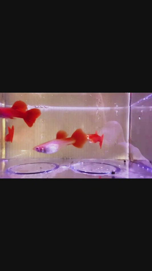 FULL RED ALBINO GUPPY (BIG DORSAL FIN)/粗体大背全红白子孔雀
