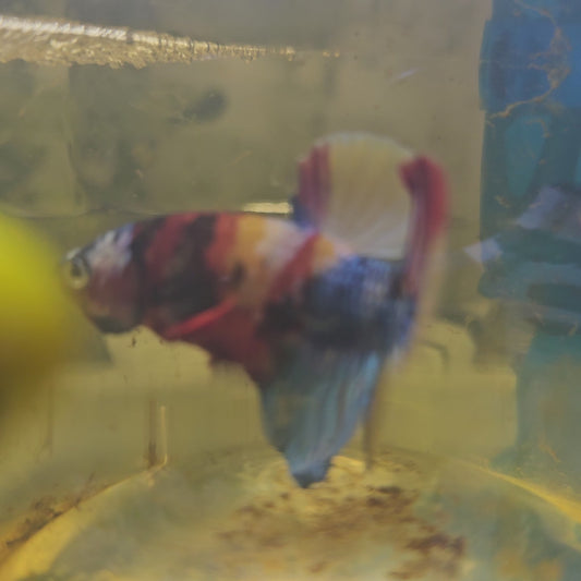 FULL COLOR (+)NEMO GALAXY HMPK /全满色尼莫糖果251160