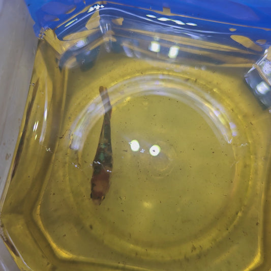 NEMO CANDY (BREEDING GRADE) /尼莫糖果种母251113