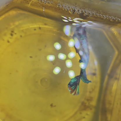 FULL COLOR GALAXY CANDY FEMMINA （BREEDING GRADE

/种母级星河糖果251186