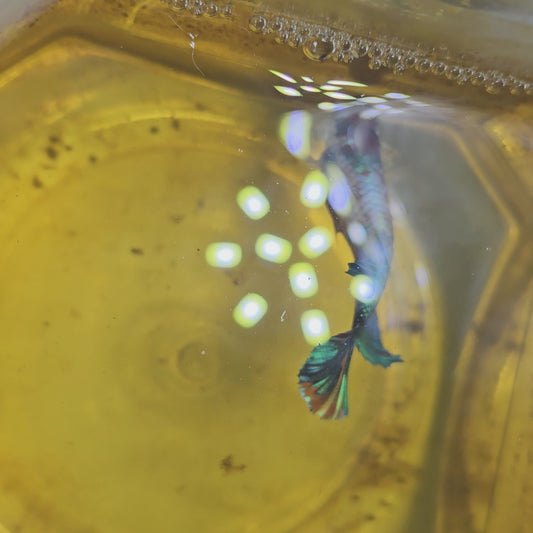 FULL COLOR GALAXY CANDY FEMMINA （BREEDING GRADE

/种母级星河糖果251186