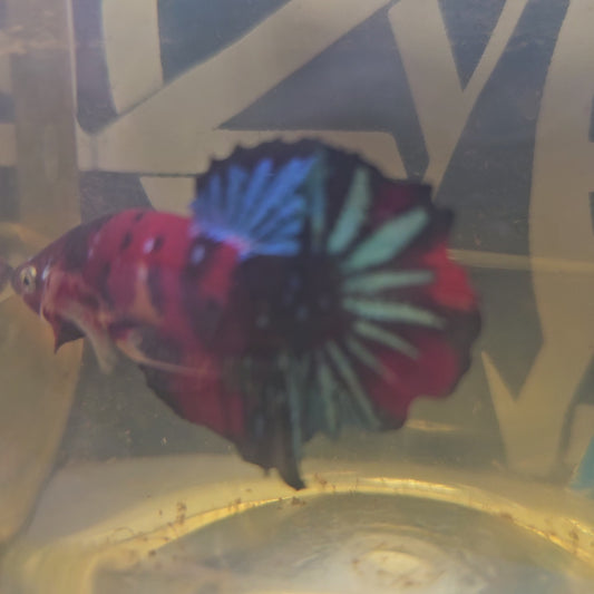 RED CANDY GALAXY HMPK/ 红星河糖果251282