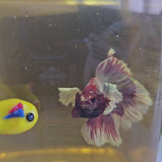 VIOLA APACHE DUMBO HALFMOON/紫罗兰阿帕奇大耳半月251011
