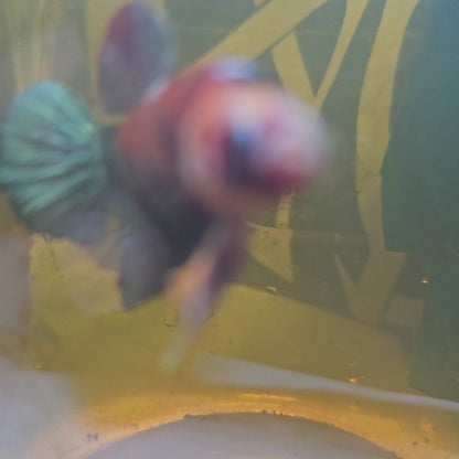 RED COPPER CANDY /红金属糖果将军251221