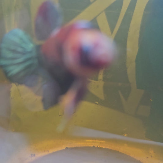 RED COPPER CANDY /红金属糖果将军251221