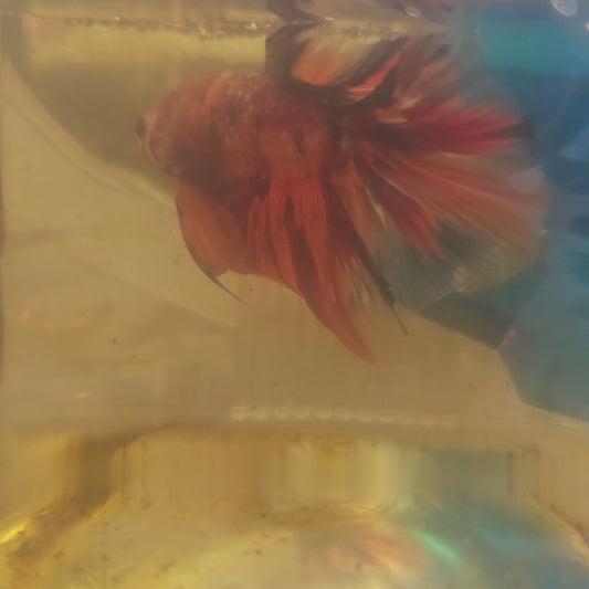 RED CANDY GALAXY HALFMOON/红星河糖果半月251222