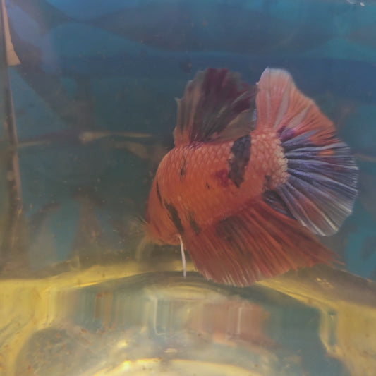 ORANGE CANDY GIANT 7+/8CM 橘红糖果巨斗将军251218