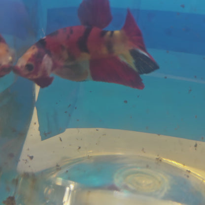 RED CANDY HMPK/红糖果将军251201