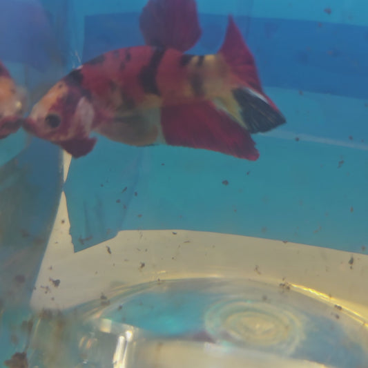 RED CANDY HMPK/红糖果将军251201