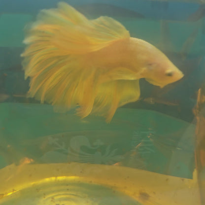 ROSE TAIL PINK WHITE HALFMOON/ 粉白玫瑰尾半月251256