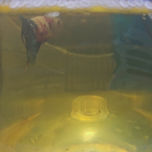 FULL COLOR KOI CANDY (BREEDING GRADE)/ 种母满色锦鲤糖果251162