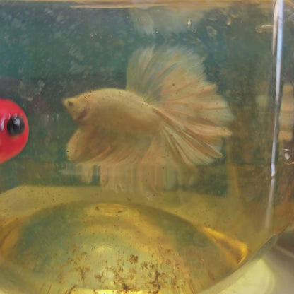 ROSE TAIL PEARL WHITE HALFMOON /玫瑰尾珍珠粉白半月251297