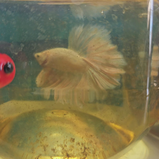 ROSE TAIL PEARL WHITE HALFMOON /玫瑰尾珍珠粉白半月251297