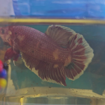 PURPLE GIANT 7+/8CM 紫罗兰巨斗将军251223