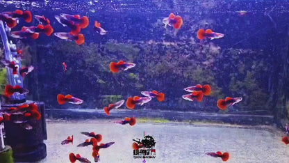 RED ROSE TAI(UNA COPPIA)/泰国圆尾红玫瑰一对