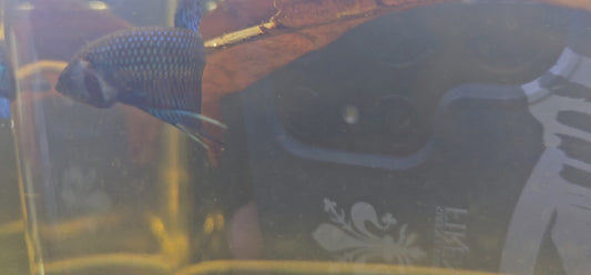 MAHACHAI WILD BETTA 06 (CODA CHITARRA)