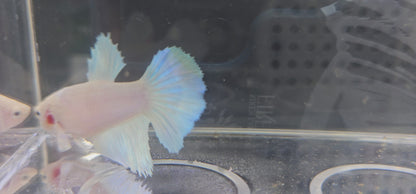 BIANCO/AZZURRO CHIARO HALFMOON FEMMINA 0634