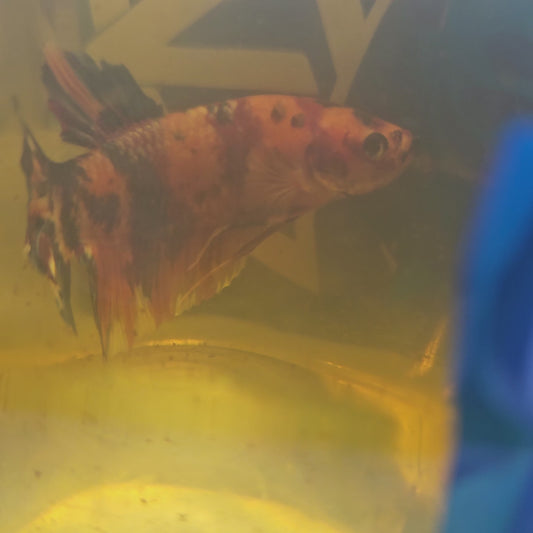 CANDY GIANT 7+/8CM 糖果巨斗将军251212