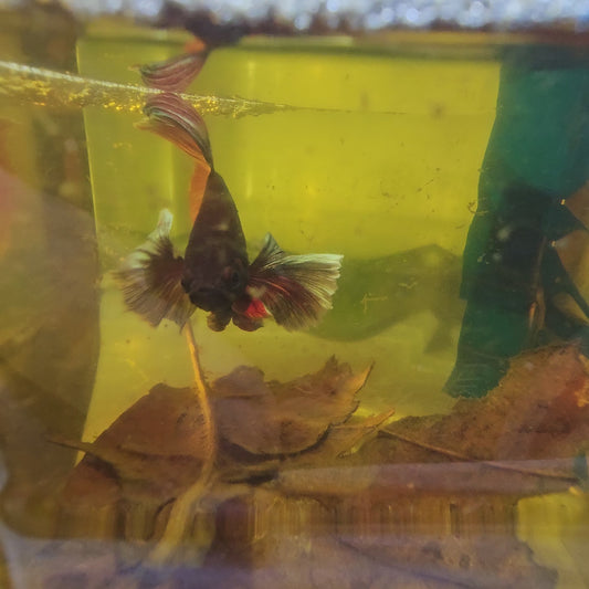 RED COPPER DUMBO HALFMOON/红铜色大耳半月251032