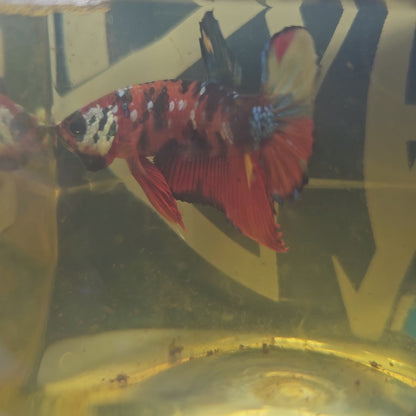 RED CANDY GALAXY HMPK/红星河糖果将军251248