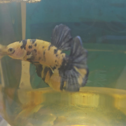 YELLOW CANDY HMPK (MAPLE TAIL)枫叶尾黄糖果251173