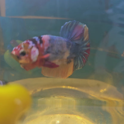 FULL COLOR GALAXY CANDY HMPK/满色星河糖果251128