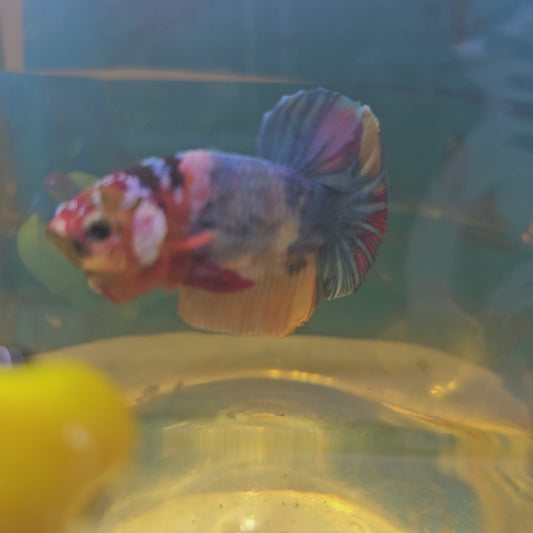 FULL COLOR GALAXY CANDY HMPK/满色星河糖果251128