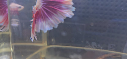FEATHER TAIL HALFMOON (APACHE) VIOLA 0613