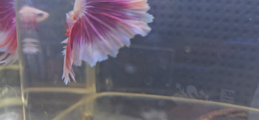 FEATHER TAIL HALFMOON (APACHE) VIOLA 0613
