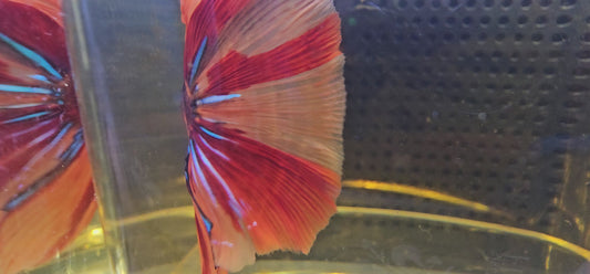 ROSSO CANDY HALFMOON (OHM) 0651