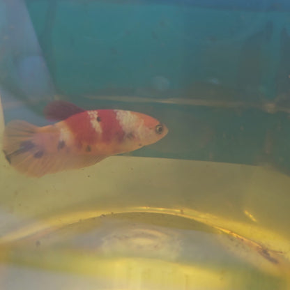 NEMO CANDY FEMMINA/尼莫糖果种母251213