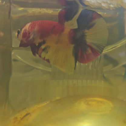 FULL COLOR NEMO CANDY HMPK/ 满色尼莫糖果251195