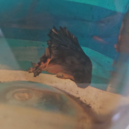 YELLOW BLUE APACHE HALFMOON/蓝黄阿帕奇半月251210