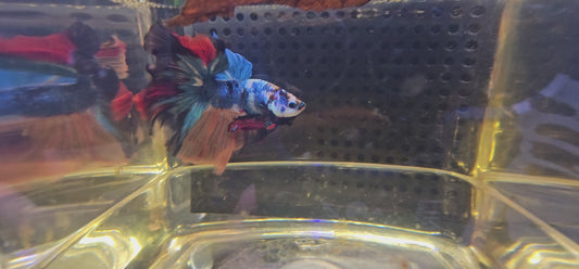 CANDY MARMORIZATTO HALFMOON (OHM) O6O8