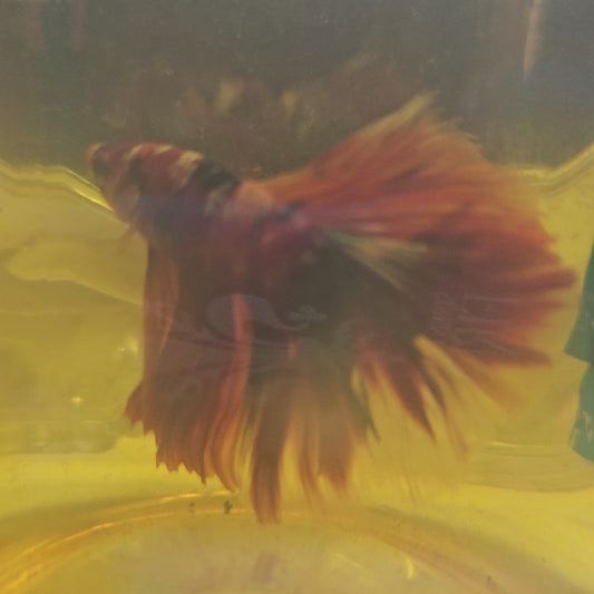 RED CANDY GALAXY HALFMOON/红星河半月251207