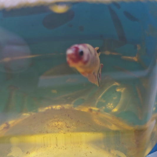 CANDY PK FEMMINA/糖果将军种母251241