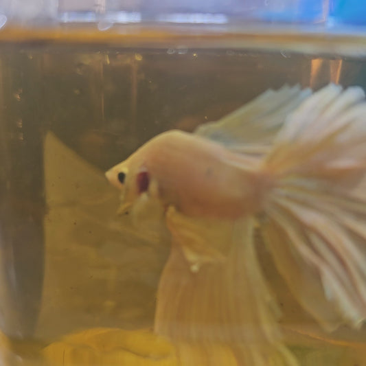 ROSE TAIL WHITE PINK HALFMOON /玫瑰尾粉白OHM半月251278