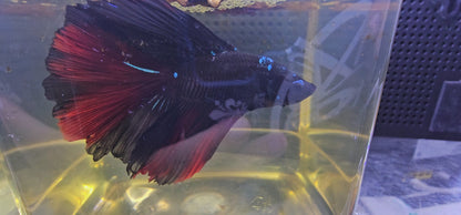 BLACK RED ROSE TAIL HALFMOON (OHM) 0657