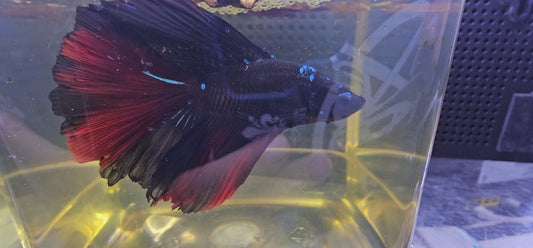 BLACK RED ROSE TAIL HALFMOON (OHM) 0657