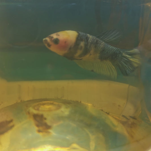 FULL COLOR YELLOW CANDY (BREEDING GRADE) 种母满色黄糖果251197