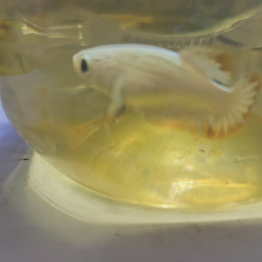 YELLOW DRAGON(METEOR TAIL）BREEDING GRADE/种母星尾雪黄龙251115