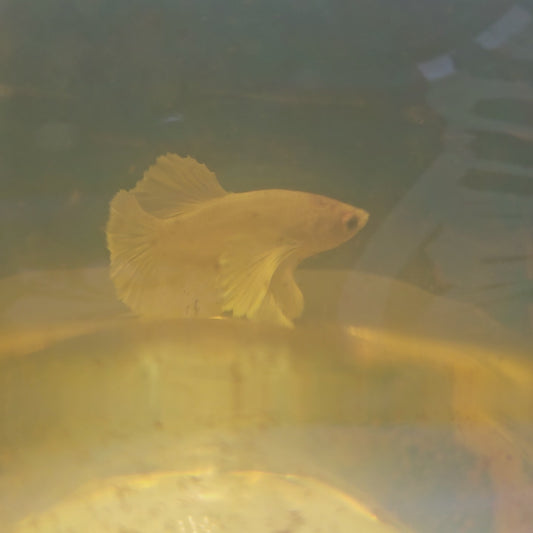 PUER WHITE DUMBO PK（M）/纯白大耳将军251177